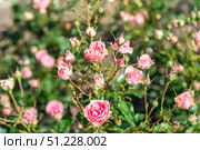 Cluster of Allure Winter Jewel Floribunda roses in soft pink tones blooming gracefully with lush foliage in a summer garden. Стоковое фото, фотограф Татьяна Терехина / Фотобанк Лори