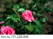 Pink Leonardo da Vinci rose in full bloom from floribunda group, close up macro shot of petals in a green summer garden background. Стоковое фото, фотограф Татьяна Терехина / Фотобанк Лори