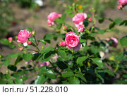 Branch of pink Leonardo da Vinci floribunda roses with blooming flowers and buds in a summer garden, showing natural beauty and delicate petals. Стоковое фото, фотограф Татьяна Терехина / Фотобанк Лори