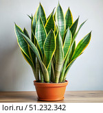 A Close-Up View of a Green and Yellow Snake Plant in a Terracotta Pot. Generative AI. Стоковое AI-изображение, AI-художник Roman Zavorotny / Фотобанк Лори