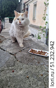 A white and orange street cat eating dry food from a plastic plate on an old stone wall near the wall of a building. The animal looks wary and hungry, with a distinct character: in one picture the cat opens its mouth as if hissing or meowing, in other poses it is calmer, but attentively watching its surroundings. The atmosphere of the photographs emphasizes the street life of animals, their struggle for food and vulnerability, but at the same time preserves the natural beauty and expressiveness of the cat. street cat. Стоковое фото, фотограф Анна Кривицкая / Фотобанк Лори