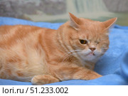 A ginger one-eyed cat lying on a soft blue blanket. The animal has short, thick fur with a beautiful golden-red hue and white areas on its chest. The absence of one eye gives the cat a special, memorable image and emphasizes the theme of animal disability. Despite the physical disability, the cat looks strong, calm and confident. The picture perfectly illustrates the theme of caring for animals with disabilities, their values ​​and rights to life and love. Such a frame can be used in social projects, articles on animal protection, veterinary medicine and shelters. Стоковое фото, фотограф Анна Кривицкая / Фотобанк Лори