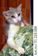 A cat with expressive large yellow-green eyes. Its fur is short, gray-beige with a white chest and paws. The animal is in the arms of a person, clinging to the shoulder and creating an atmosphere of trust and comfort. The background is softly blurred, which emphasizes the attention on the cat's face and its expressive look. The photo is perfect for the theme of pets, care, comfort, friendship between man and animal, as well as for materials on veterinary medicine and animal protection. Стоковое фото, фотограф Анна Кривицкая / Фотобанк Лори