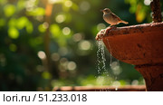 Small bird perching on the edge of a fountain in a sunny garden. Стоковое фото, фотограф David Kashakhi / Фотобанк Лори