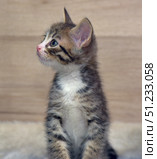 A tabby kitten with a white chest and expressive eyes sits against a wooden wall and looks to the side, as if listening or noticing something interesting. Soft light highlights the texture of the fur and the neat stripes on the face and paws. The photo conveys a moment of focused attention and natural curiosity typical of small kittens. Ideal for themes related to pets, care, shelters and coziness. Стоковое фото, фотограф Анна Кривицкая / Фотобанк Лори