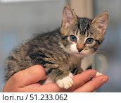 A small tabby kitten with white paws sits in the palms of a person. Its expressive eyes and attentive gaze convey curiosity and tenderness. Soft light and a neutral background emphasize the main character - a fragile fluffy baby, symbolizing warmth, care and trust. An ideal image for themes related to pets, shelters and care. Стоковое фото, фотограф Анна Кривицкая / Фотобанк Лори