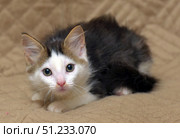 A cute kitten with a white muzzle and big expressive eyes lies on a beige blanket. His fur is fluffy, black and white with light brown accents on the ears. His look is alert and at the same time touching, as if he is looking for protection or waiting for care. Soft lighting emphasizes the texture of the fur and the cozy atmosphere. This photo is perfect for themes related to pets, shelters and kindness. Стоковое фото, фотограф Анна Кривицкая / Фотобанк Лори