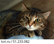 A beautiful tabby cat with expressive green eyes, lying on a surface and looking straight at the camera. The close-up allows you to see in detail her soft fur, symmetrical pattern on her face and long white whiskers. The animal looks relaxed but attentive, conveying a sense of calm and home comfort. The background is softly darkened, which focuses attention on the cat. Great for themes: pets, comfort, care, veterinary, animal portraits, shelter and rescue. Стоковое фото, фотограф Анна Кривицкая / Фотобанк Лори