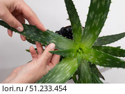 Caring for Aloe Vera Plant by Inspecting Leaves for Health and Growth Issues. Стоковое фото, фотограф Ольга Коваленко / Фотобанк Лори