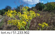 Bright yellow wildflowers bloom in an open field on a sunny day in late summer. Стоковое видео, видеограф Наталия Попова / Фотобанк Лори