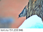 Nuthatch. Стоковое фото, фотограф Александр Карпенко / Фотобанк Лори