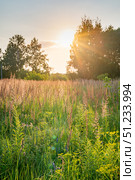 Sunlit Meadow Grasses in a Tranquil Landscape. Стоковое фото, фотограф Дмитрий Брусков / Фотобанк Лори