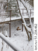 Red fox sit on snow under footbridge in national park. Стоковое фото, фотограф Екатерина Якименко / Фотобанк Лори