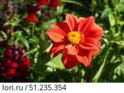 A Vibrant Display of Nature's Beauty: Close-Up of a Striking Red Flower Nestled Among Lush Green Foliage and Colorful Blossoms in a Garden Setting. Стоковое фото, фотограф Владимир Федоров / Фотобанк Лори