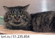 Fluffy gray cat with a striped coat and large green eyes. The animal lies on a soft blanket, clinging to the surface and looking attentively at the camera. The cat has long whiskers and thick fur with pronounced dark stripes, creating a characteristic "wild" pattern. The background is neutral, does not distract attention from the model. The atmosphere of the pictures conveys the alertness and curiosity of the animal, and also emphasizes its natural beauty and expressive look. Стоковое фото, фотограф Анна Кривицкая / Фотобанк Лори