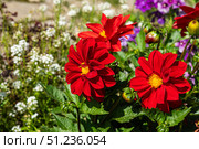 Vibrant Red Dahlias Blooming Amidst a Colorful Garden Filled with Various Flowers, Creating a Lush and Lively Spring Atmosphere. Стоковое фото, фотограф Владимир Федоров / Фотобанк Лори