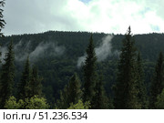 A Misty Forest Landscape Featuring Lush Evergreen Trees and More. Стоковое фото, фотограф Igor Bastrakov / Фотобанк Лори