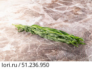 Fresh green estragon aroma stem. Стоковое фото, фотограф Андрей Старостин / Фотобанк Лори