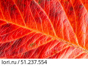 Vibrant red leaf background with intricate textures and natural beauty in autumn season Close-up. Стоковое фото, фотограф Наталья Семкина / Фотобанк Лори