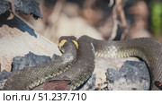 Common Grass Snakes, Natrix natrix, Basking on a Spring Day. Стоковое видео, видеограф Dzmitry Astapkovich / Фотобанк Лори