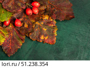 Closeup vibrant autumn leaves with red berries arranged on textured green wooden surface Copy space. Стоковое фото, фотограф Наталья Семкина / Фотобанк Лори