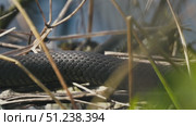 Grass Snakes Warming on a Branch in the Sun. Стоковое видео, видеограф Dzmitry Astapkovich / Фотобанк Лори