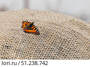 Small tortoiseshell. Bright orange butterfly perched on a textured burlap surface. Стоковое фото, фотограф EugeneSergeev / Фотобанк Лори