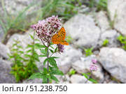 Silver-washed fritillary, Argynnis paphia. An orange butterfly. Стоковое фото, фотограф EugeneSergeev / Фотобанк Лори