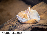 Cute little fox sleeping on wood background. Стоковое фото, фотограф Евгений Харитонов / Фотобанк Лори