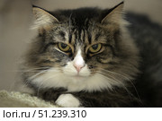 A close-up of a fluffy tabby cat with a white chest and expressive green eyes. The animal is lying calmly on the floor, its front paws are neatly folded. The background is blurred, which emphasizes the attention to the muzzle. The lighting is soft, creating a cozy and homely atmosphere. Ideal for themes about pets, coziness, caring for animals and love for cats. Стоковое фото, фотограф Анна Кривицкая / Фотобанк Лори