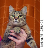 A beautiful tabby cat with thick fur and bright green eyes. The animal is held in hands and looks directly into the camera, creating the effect of direct contact with the viewer. The reddish-brown fur with a clear tiger pattern emphasizes the wildness and elegance of the pet. In the background is an orange fabric with a pattern, which contrasts with the color of the cat and makes its image even more expressive. The photo conveys both the tenderness of the pet and its independent character. Стоковое фото, фотограф Анна Кривицкая / Фотобанк Лори