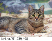 A beautiful domestic cat with expressive green eyes and a tabby tiger coat. The animal is lying on a blanket, and in the background you can see a landscape with a waterfall, which creates a cozy and calm atmosphere. The cat looks healthy and well-groomed, its fur is thick and soft. The pet's gaze is directed straight at the camera, which gives the pictures a lively look and makes them suitable for use on zoothematic sites, in articles about pets, in advertising pet food and accessories, as well as in materials about charity shelters and animal care. Стоковое фото, фотограф Анна Кривицкая / Фотобанк Лори