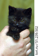 A cute little black kitten being held gently in her arms. The kitten, with big round eyes and slightly tousled fur, looks straight into the camera. Its ears stick out in different directions, creating a touching and slightly comical image. The background is neutral, the attention is completely focused on the animal. The pictures perfectly convey the vulnerability and charm of a small furry pet, ideal for themes about pets, care, friendship between humans and cats. Стоковое фото, фотограф Анна Кривицкая / Фотобанк Лори