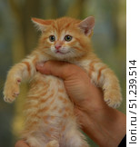 A charming ginger kitten with expressive green eyes. Its fur is soft, fluffy, with a bright striped pattern, typical of the classic tabby. The kitten is in the arms of a person, which emphasizes its miniature size and tenderness. The paws with small claws look especially touching, and the look combines curiosity and slight alertness. The warm background creates an atmosphere of coziness, and the lively moment of communication between a person and an animal conveys warmth and care. These pictures are suitable for the theme of pets, pet care, animal protection, veterinary medicine, as well as for illustrating children's spontaneity and joy. Стоковое фото, фотограф Анна Кривицкая / Фотобанк Лори