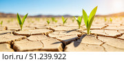 New sprouts emerge from cracked earth in arid landscape during sunny afternoon. Стоковое AI-изображение, AI-художник Ольга Невская / Фотобанк Лори