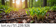 New green shoots emerge from the forest floor as sunlight filters through trees in springtime nature. Стоковое AI-изображение, AI-художник Ольга Невская / Фотобанк Лори