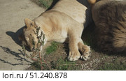 Lioness Lion Male Resting Grass Safari Park. Стоковое видео, видеограф svetograph / Фотобанк Лори