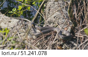 Common Grass Snakes, Natrix natrix, Basking on a Spring Day. Стоковое видео, видеограф Dzmitry Astapkovich / Фотобанк Лори