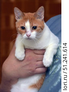 A short-haired cat of white and red color. The animal is in the arms of a person, which emphasizes its calm and trusting nature. The cat has expressive large eyes, a neat muzzle with a symmetrical pattern on the fur: a white stripe runs from the nose to the forehead, dividing the red areas. The paws are mostly white, the fur is smooth and well-groomed. The photo conveys home comfort and an atmosphere of care, suitable for use in topics related to pets, animal care, veterinary medicine, as well as in illustrations for pet stores and shelters. Стоковое фото, фотограф Анна Кривицкая / Фотобанк Лори