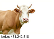 Cow head portrait with horns looking at camera, beautiful farm animal face isolated on white background with copy space. Стоковое AI-изображение, AI-художник Павел Муравьев / Фотобанк Лори