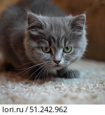 Котёнок на коричневом фоне смотрит в камеру фотографа. Стоковое AI-изображение, AI-художник Руслан Лесков / Фотобанк Лори