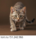 Котёнок на коричневом фоне смотрит в камеру фотографа. Стоковое AI-изображение, AI-художник Руслан Лесков / Фотобанк Лори