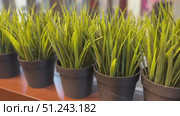 Beautifully Decorative Potted Grasses Perfect for Enhancing Modern Interior Spaces. Stylish green grasses beautifully arranged in pots, perfect for enhancing and elevating contemporary home decor. Стоковое видео, видеограф worker / Фотобанк Лори