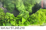 A Fresh Green Lettuce Variety, Piled High and Ready for Sale, Perfect for Your Meals. Vibrant, fresh green lettuce with curly leaves ready for market. Perfect for salads and healthy meals. Стоковое видео, видеограф worker / Фотобанк Лори
