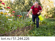 Elderly gardener spraying plants with chemicals in backyard garden. Стоковое фото, фотограф Татьяна Яцевич / Фотобанк Лори