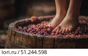 Grapes being crushed underfoot in a traditional wine-making process in a rustic winery. Стоковое AI-изображение, AI-художник Александр Довянский / Фотобанк Лори