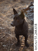 A cute little stray short haired black dog looks away. Стоковое фото, фотограф Неведицына Елена / Фотобанк Лори