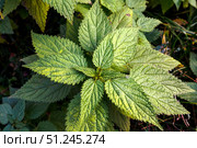 Top view of stinging nettle, green leaves Urtica dioica. Стоковое фото, фотограф Зарифа Арсланова / Фотобанк Лори