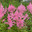 Астильба (Astilbe) Стоковое фото, фотограф Мария Кылосова / Фотобанк Лори