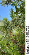 Плосковеточник восточный, туя восточная (Platycladus orientalis (L.) Franco). Веточки с шишками. Республика Крым, пгт. Орджоникидзе. Стоковое фото, фотограф Щеголева Ольга / Фотобанк Лори